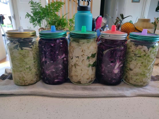 5 canning jars with steel lids and silicon valves at the top on a tea towel in a stone kitchen bench. Each contains a vegetable for fermentation: 2 with green cabbage, 2 red cabbage, & 1 with cauliflower. The contents of each jar is weighed down by one or more sterilised Birdlings Flat-sourced  stones. 
