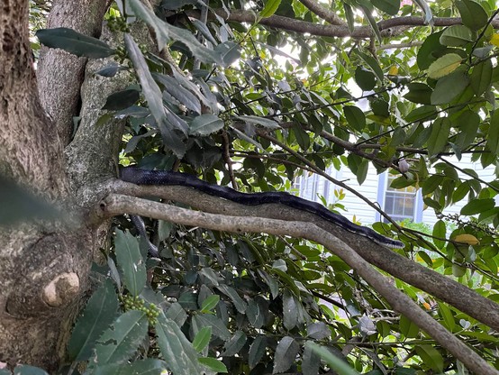 Photo of tree branch in a fairly dense canopy, centred on a branch (with the windows & weatherboards of a nearby house visible through the gaps in the leaves) on which a stunning large snake, black with some white speckles and a white chin, is lying quietly. The tail end of the snake is hanging off the branch, suggesting it's well over a meter long... It's a black rat snake, a non-venomous constrictor that tends to be very benign with people co-existing quite happily,  that's great at humanely …