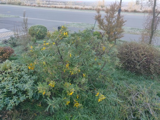 Photo of a shrub with yelliw flowers - a kōwhai - among other shrubs in dim morning light with frost visible on the other side of a paved road behind the greenery.