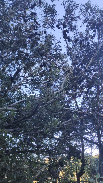 Video of tūī sampling nectar in glowers of an unknown tree species.
