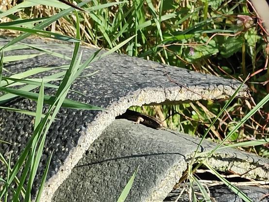 Another close up of the skink, from the side rather than from above. 