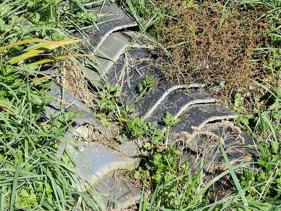 A photo of my Lizardarium, two sets of staggered old clay roofing tiles - with a sunny outlook - set into a dirt pile that's now covered in lush grass and native plants for cover. There are at least 4 native grass skinks visible. Can you spot them?