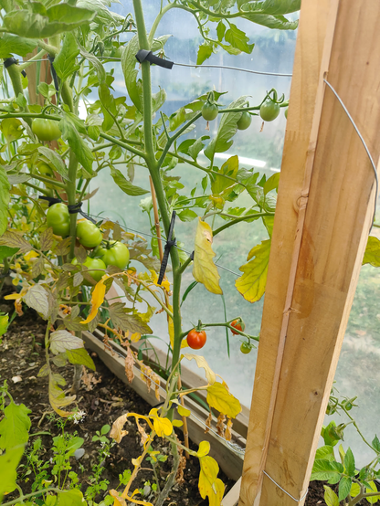 Photo from near the ground in a garden patch inside a greenhouse, looking at a small group of tomatoes on a tomato bush, two of which are turning red. A number of other tomato plants are nearby, some with many still green tomatoes. In the foreground is a timber upright with wires going through it which run the length of the garden and are used to tie up the tomatoes in a row. The plants are tied to the steel wires with strips of old bicycle inner tubes. They work great!