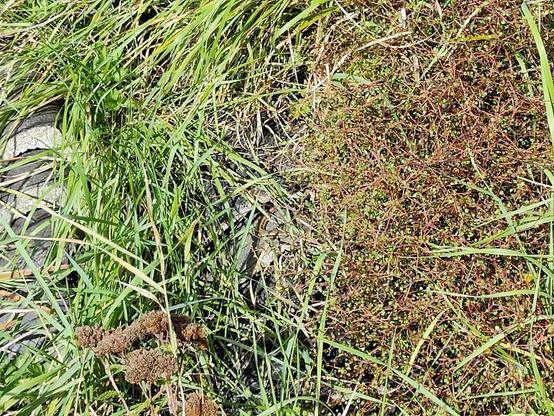 An enigmatic glimpse of a mature Grass skink sunning itself on a dark clay roofing tile nestled amongst grasses. 