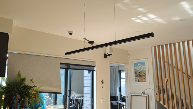 Pīwakawaka singing & flying in our kitchen & common area before flying out ... Blinds pulled to help it identify the safe exit... 