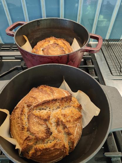Two recently opened Dutch ovens revealing two lovely rich reddish brown crusty looking round loaves 