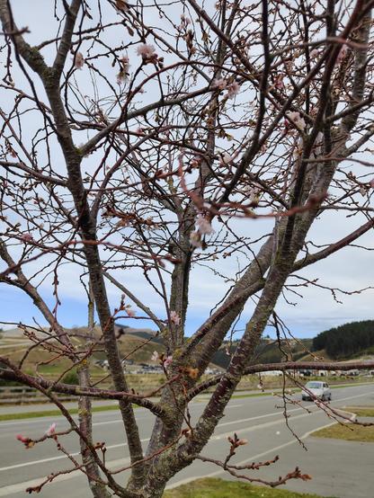 Picture of flowering cherry, with flowers in it... at the start of June... In Ōtautahi.