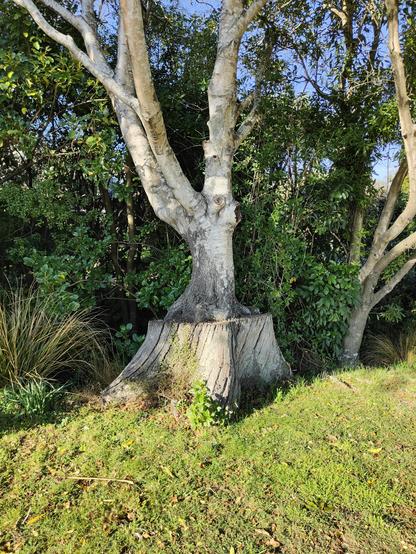 Photo of a mature birch tree, perhaps 4-5m tall I pass a daily in my neighborhood. It's happily growing out of the venerable stump of a much older and larger tree. Lovely sight on this beautiful sunny winter afternoon in Ōtautahi.