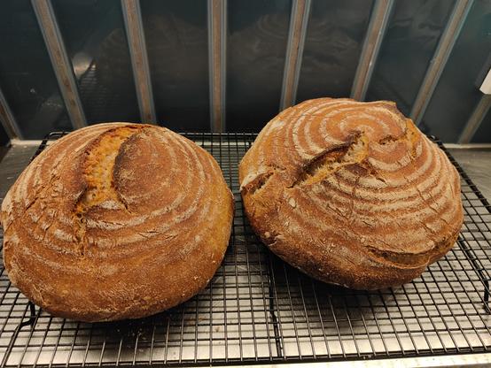 Two crusty round loaves of sourdough on a wire cooling rack in front of a blue tile wall on a stainless benchtop.
