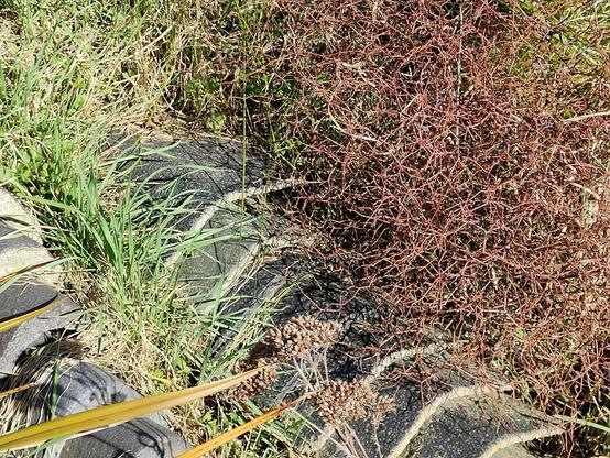 Some clay former roof tile staggered and nestled into a mound of earth and overgrown with mostly native plants. A couple native grass skinks (striped and bronze) can be seen in the upper right gaps between tiles... 