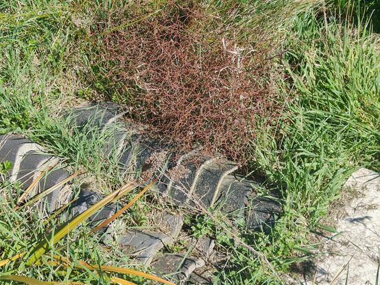 Our lizardarium in our suburban yard. It's made of old clay roofing tiles staggered to create terraces  and hiding places for native grass skinks in amongst the grasses and native shrubs. 