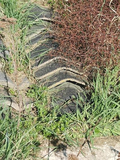 Another angle on the lizardarium. See if you can spot two of them!